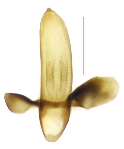 Réf. 197 404 : Acupalpus luteatus